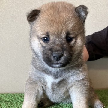 柴犬(標準サイズ)【三重県・女の子・2024年12月9日・赤色】の写真「おっとりした表情で可愛らしい女の子です。」