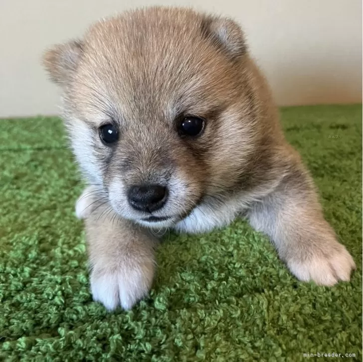 みさ 様のお迎えした子犬