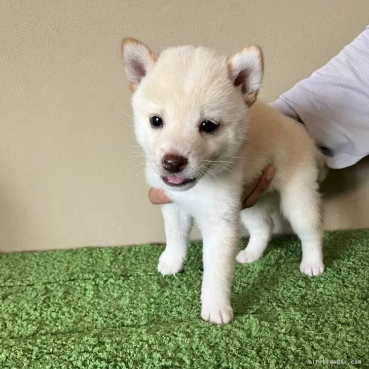 ミッチー 様のお迎えした子犬