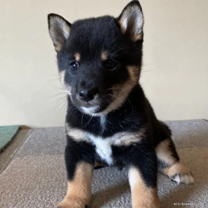 ホワイトピック 様のお迎えした子犬