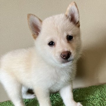 柴犬(豆柴)【三重県・男の子・2024年6月25日・白色】の写真「フワフワ綺麗な毛並みの男の子です。セール中！」