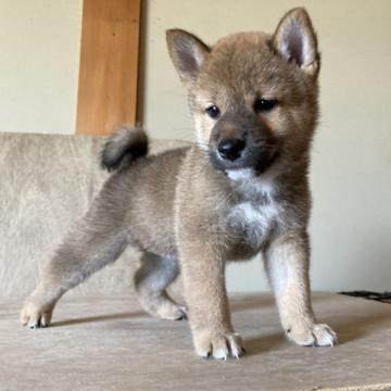 柴犬(標準サイズ)【三重県・男の子・2022年5月27日・赤】の写真「元気いっぱいの男の子です。」