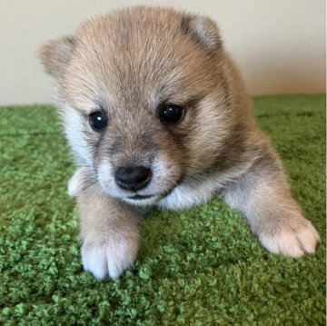 柴犬(豆柴)【三重県・男の子・2024年6月25日・赤色】の写真「小さなサイズで可愛らしい男の子です。セール！」