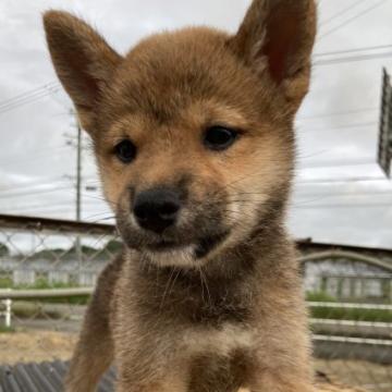 柴犬(標準サイズ)【三重県・女の子・2022年5月27日・赤】の写真「可愛らしい女の子です。」