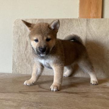 柴犬(標準サイズ)【三重県・男の子・2022年5月27日・赤】の写真「元気いっぱいの男の子です。」