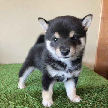 柴犬(豆柴)【三重県・男の子・2024年9月17日・黒色】の写真「小柄でとっても愛嬌があり可愛い子です。」