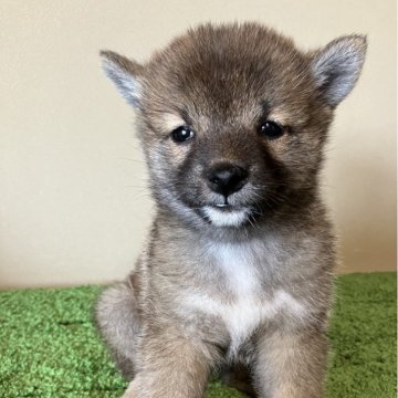 柴犬(豆柴)【三重県・女の子・2024年3月27日・赤色】の写真「とっても小さくてフワフワの女の子です。」