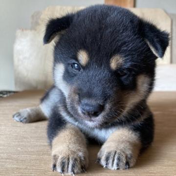 柴犬(標準サイズ)【三重県・男の子・2022年9月4日・黒色】の写真「ムチコロで可愛らしく、目がキラキラです。」