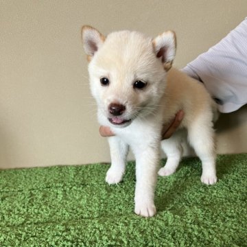 柴犬(豆柴)【三重県・男の子・2024年7月9日・白色】の写真「フワフワモコモコの小柄な男の子です。セール！」