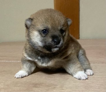 柴犬(豆柴)【三重県・女の子・2022年11月18日・赤色】の写真「キラキラの目で可愛らしい子てす！」