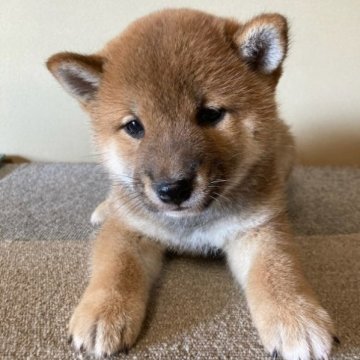 柴犬(標準サイズ)【三重県・男の子・2023年3月12日・赤色】の写真「丸々していて優しい穏やかな男の子です！」