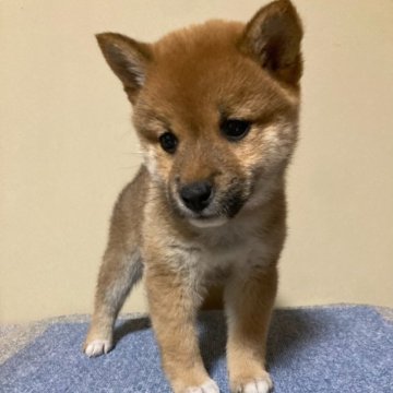 柴犬(標準サイズ)【三重県・女の子・2022年12月28日・赤色】の写真「小柄で明るめ赤色の可愛らしい女の子！」