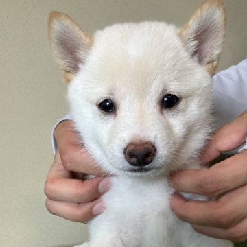 柴犬(豆柴)【三重県・男の子・2024年6月25日・白色】の写真「フワフワ綺麗な毛並みの男の子です。セール中！」