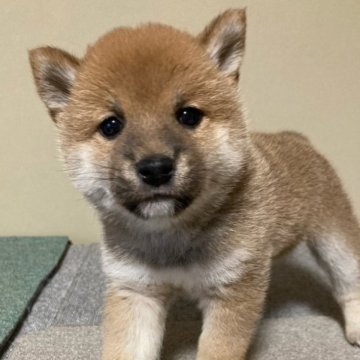 柴犬(標準サイズ)【三重県・女の子・2023年3月12日・赤色】の写真「明るめ赤色の可愛らしい女の子！」