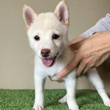 柴犬(豆柴)【三重県・男の子・2024年7月9日・白色】の写真「元気いっぱいな男の子です。売り切りセール中！」