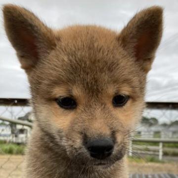 柴犬(標準サイズ)【三重県・男の子・2022年5月27日・赤】の写真「元気いっぱいの男の子です。」