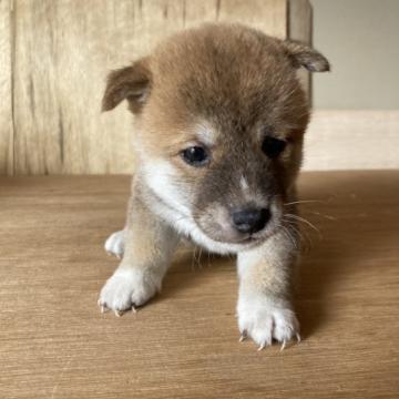 柴犬(標準サイズ)【三重県・女の子・2022年9月4日・赤色】の写真「ムチコロで可愛らしく、鼻に白いラインがワンポイント」