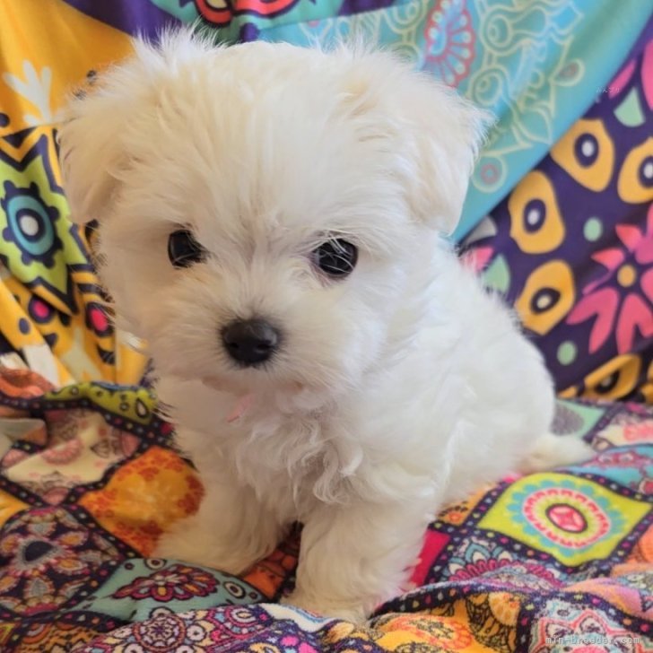 そぁら 様のお迎えした子犬