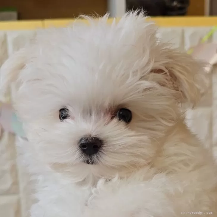 そぁら 様のお迎えした子犬