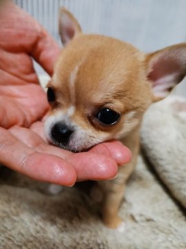 チワワ(スムース)【福岡県・男の子・2020年4月3日・フォーン】の写真「甘えん坊くん  イケメンです☆*。」