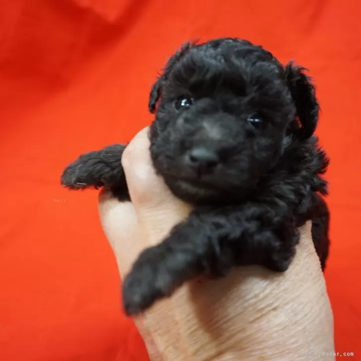 かん。 様のお迎えした子犬