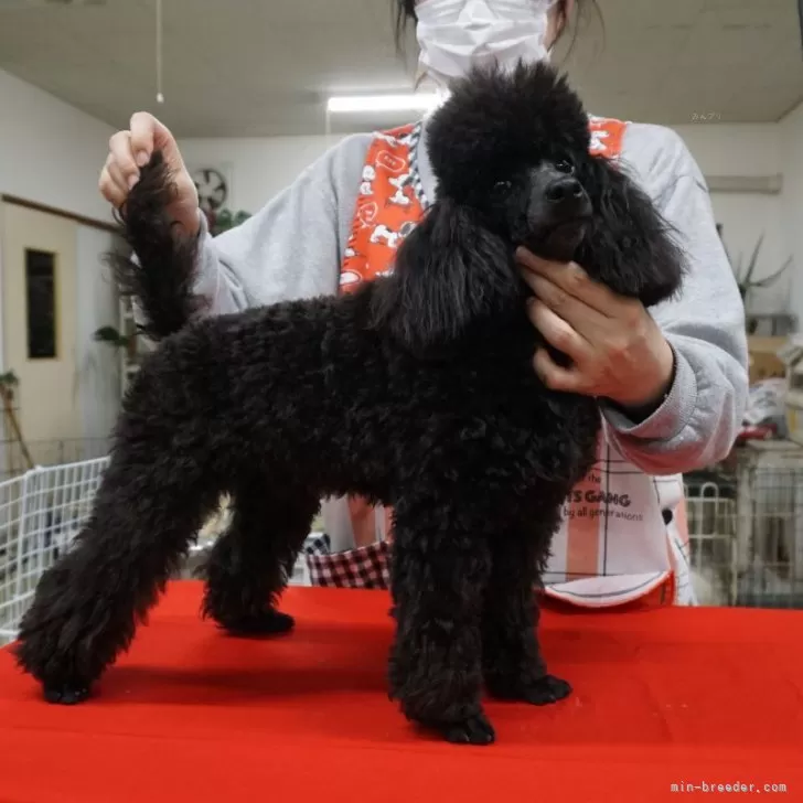 トイプードル【栃木県・男の子・2023年5月25日・ブラック】本年生まれ