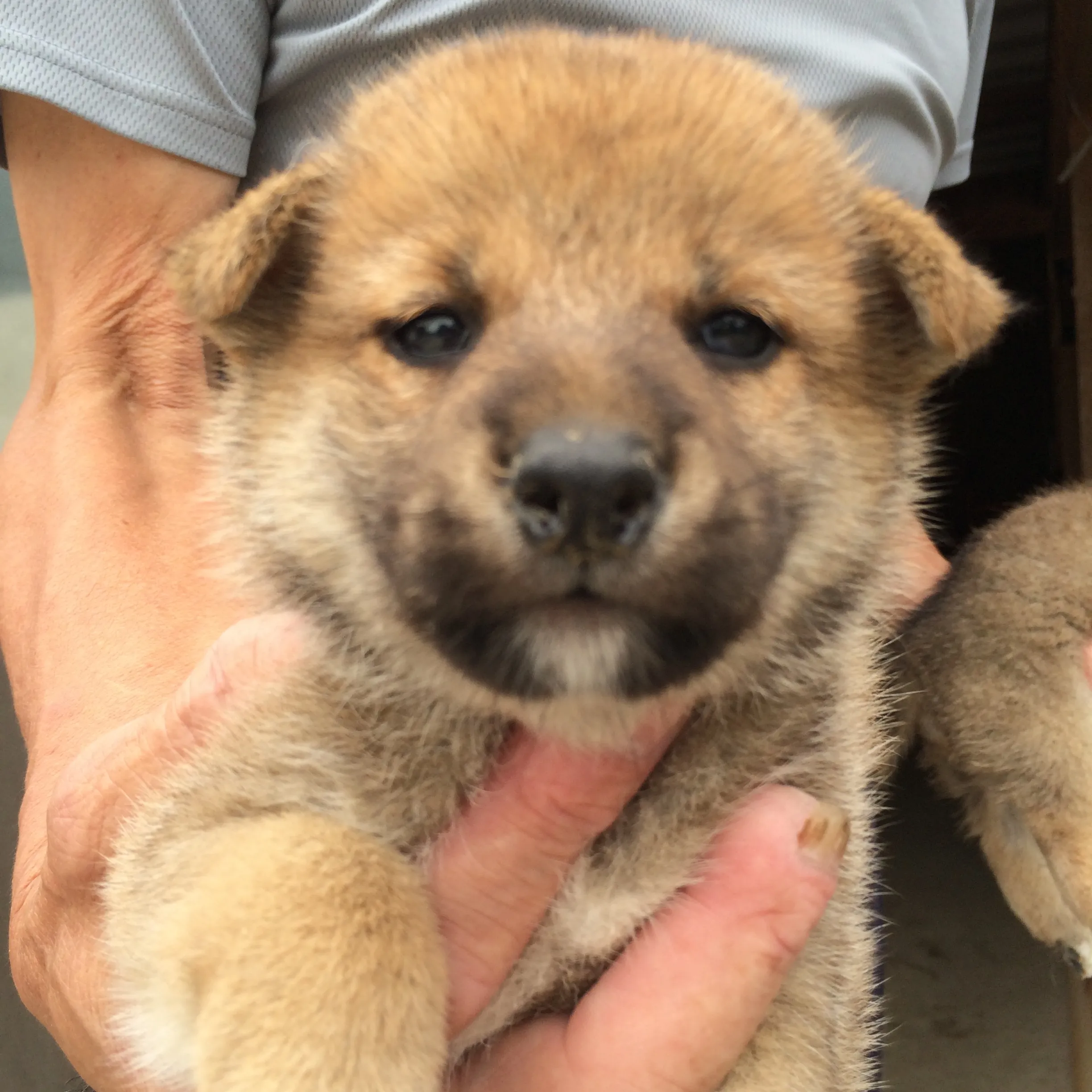 まり 様のお迎えした子犬