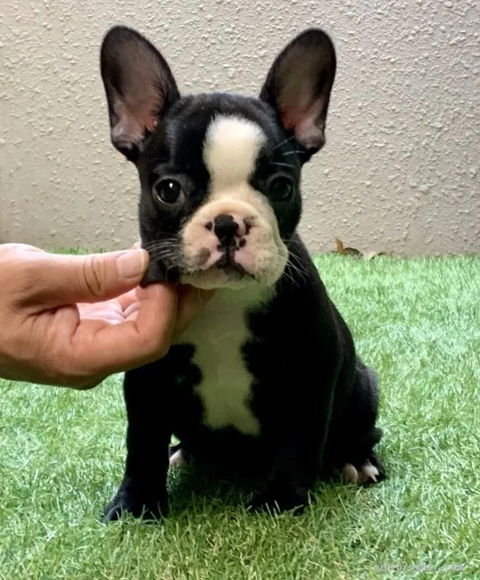 とも 様のお迎えした子犬