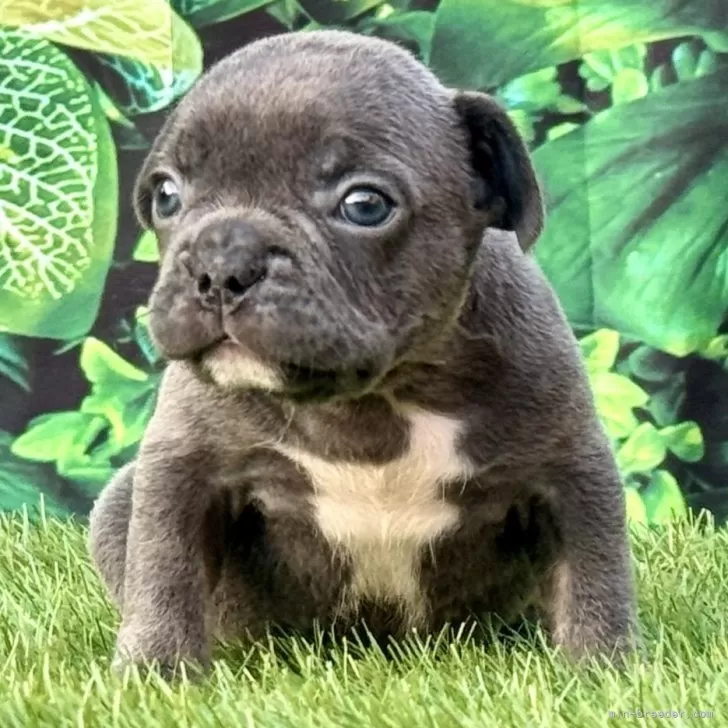 はな 様のお迎えした子犬