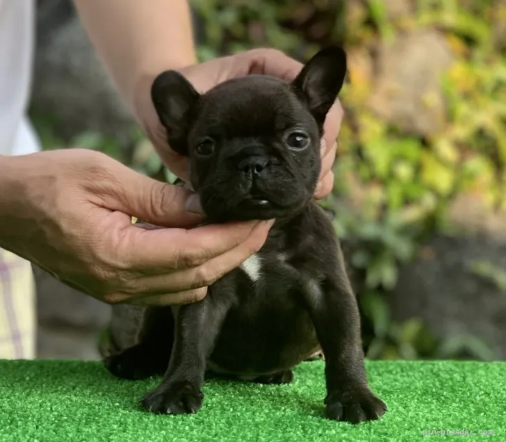 ドルマルコ 様のお迎えした子犬