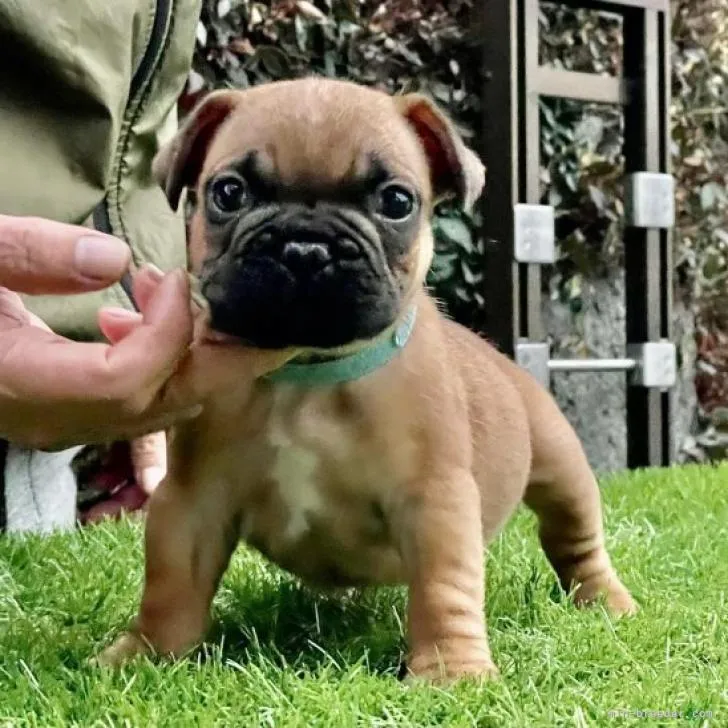 T.S 様のお迎えした子犬