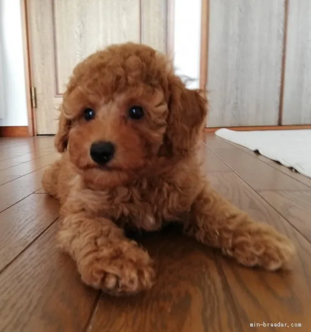 イチロー ママ 様のお迎えした子犬