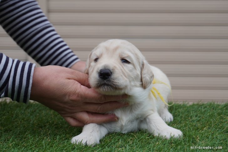 福井栄治ブリーダーのブログ ミックス犬コーナーに掲載してます 22 5 17 みんなのブリーダー