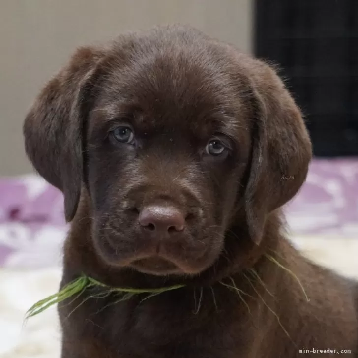 K.S 様のお迎えした子犬