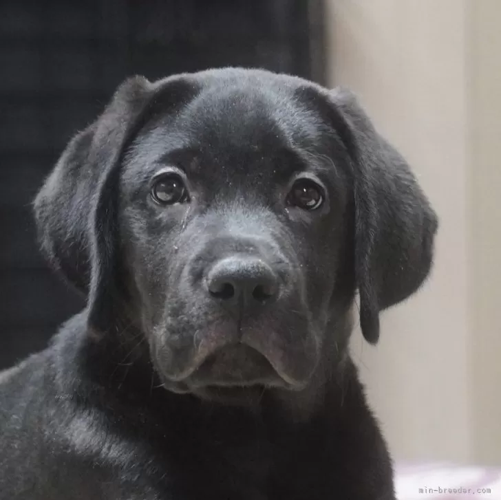 ヒロ 様のお迎えした子犬