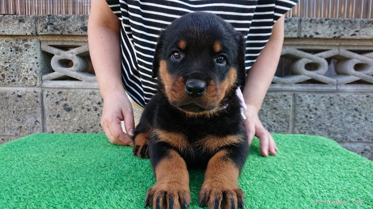 ロットワイラー 岐阜県 女の子 21年7月27日 ブラックタン 良い子に育ちました みんなのブリーダー 子犬id 2108