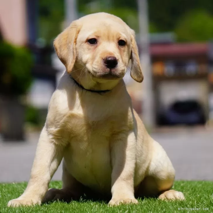 げん 様のお迎えした子犬