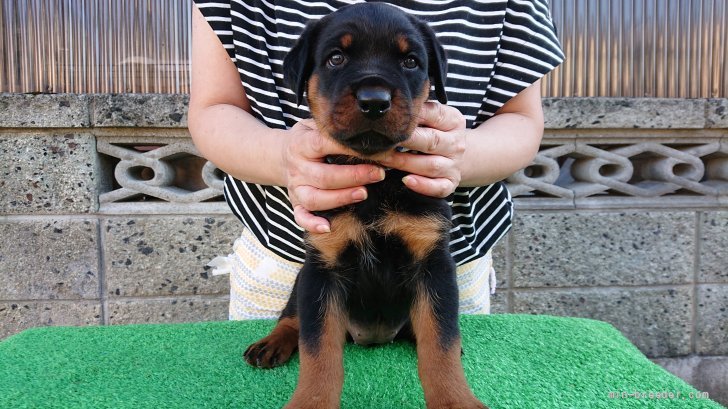 ロットワイラーの子犬をお迎えいただいたお客様の声 口コミ 評判 岐阜県 みんなのブリーダー