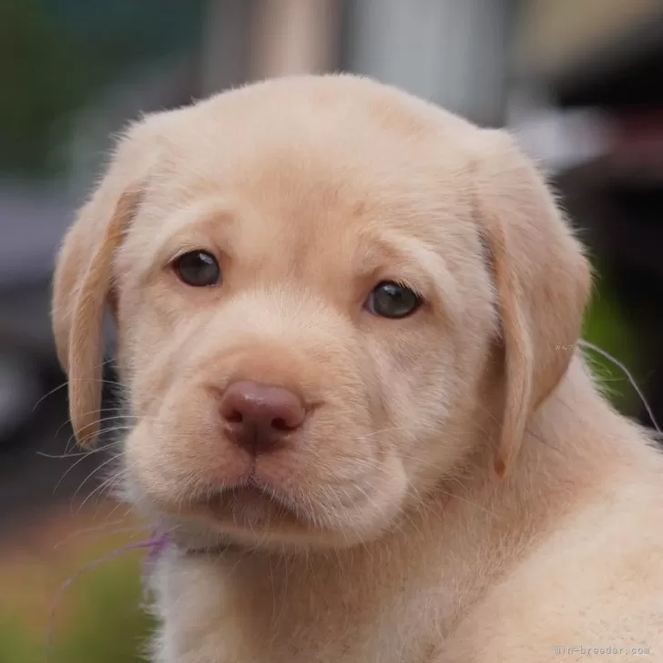 Y.S 様のお迎えした子犬