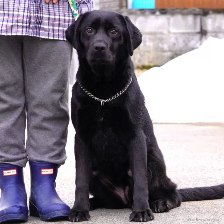 ルース 様のお迎えした子犬