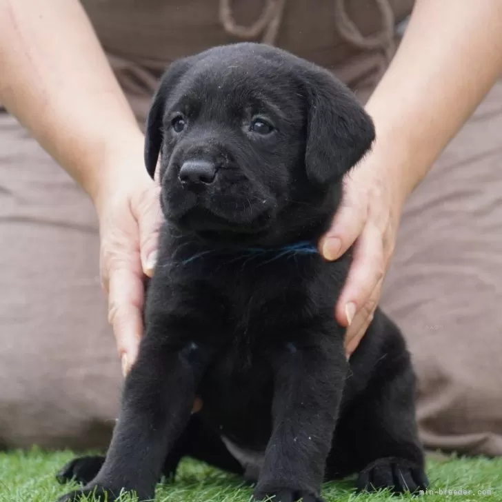 D.Y 様のお迎えした子犬