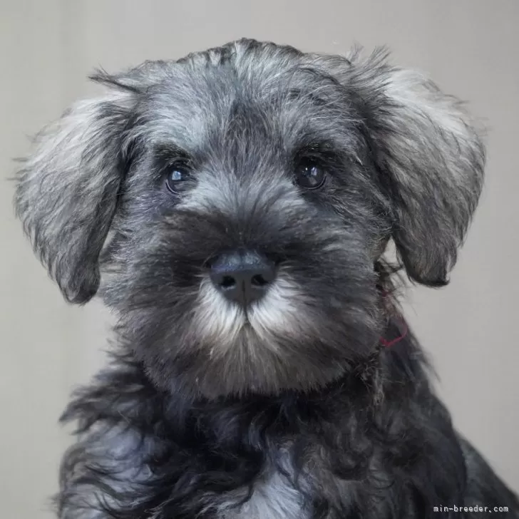 もんたパパ 様のお迎えした子犬