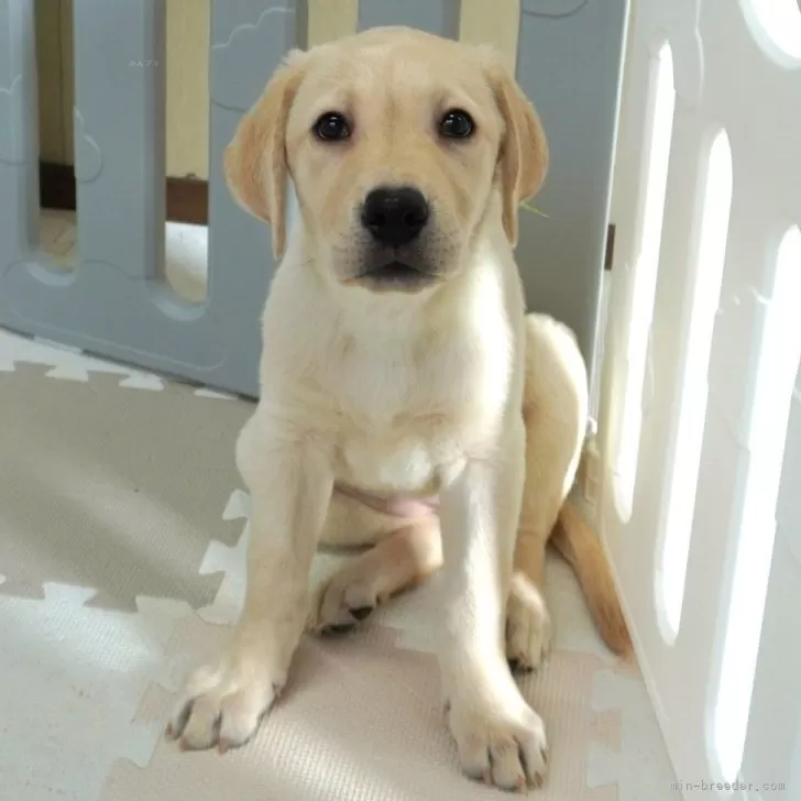 アンゴロー 様のお迎えした子犬