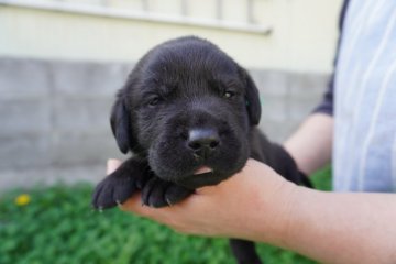 ラブラドールレトリバー【岐阜県・男の子・2022年4月6日・ブラック】の写真「とても可愛い、１０兄妹！」