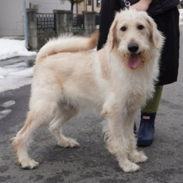 ミックス(ラブラドゥードル)【岐阜県・男の子・2022年4月29日・クリーム】の写真「とても可愛い、４兄弟」