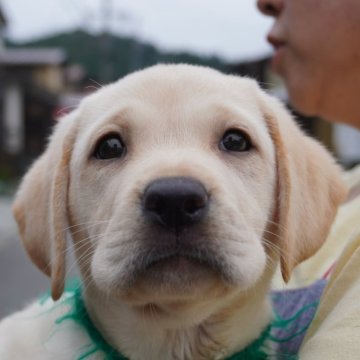 ラブラドールレトリバー【岐阜県・女の子・2024年9月5日・イエロー】の写真「体型はころころ！骨格シッカリしています！」