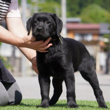 ラブラドールレトリバー【岐阜県・女の子・2024年3月15日・ブラック】の写真「体型はころころ！骨格シッカリしています！」