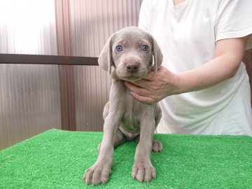 ワイマラナー【岐阜県・男の子・2020年8月25日・グレー】の写真「おとなしい、素直な感じです。」