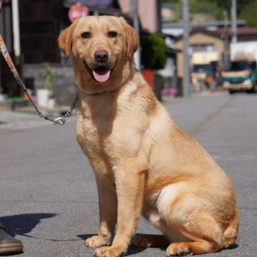 ラブラドールレトリバー【岐阜県・男の子・2023年7月30日・イエロー】の写真「体型はころころ！骨格シッカリしています！」