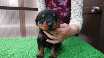 ロットワイラー【岐阜県・男の子・2021年1月12日・ブラックタン】の写真「沢山母乳を飲みコロコロです！」